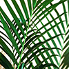 Palm fronds